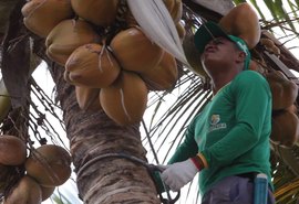 Coopaiba integra modelo de economia circular na cadeia do coco no NE
