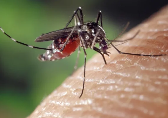 Distribuição da vacina contra a dengue começa na próxima semana nos estados brasileiros
