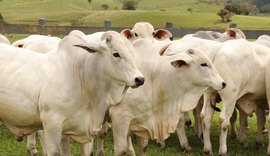 Barros Correia abre leilões da Expoagro nesse sábado (26)