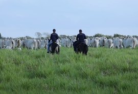 Leilão de Fêmeas Santa Nazaré & Varrela Pecuária acontece neste sábado, 18, em Maceió