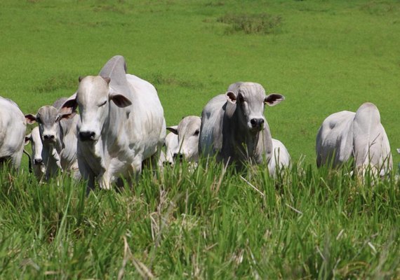 Expoagro 2018 deve superar números da edição anterior