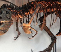 Pesquisadores encontram dente de tiranossauro cravado em crânio de animal