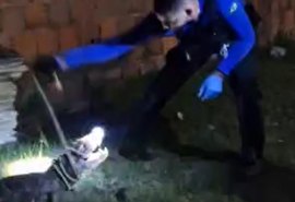 Jacaré invade casa em Marechal Deodoro e é resgatado por policial científico fora de serviço