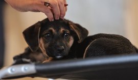 Lei regulamenta guarda compartilhada de animais de estimação