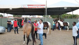 Expoagro: shopping Raça vai ofertar equinos mangalarga marchador