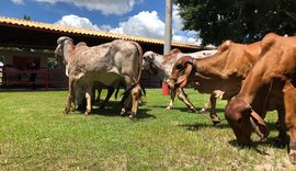 Genética de Berço comercializa animais capazes de se adaptar ao Agreste e Sertão