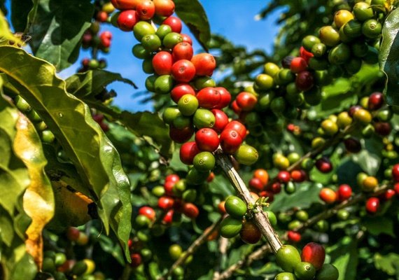 Produção cafeeira conta com motores elétricos tecnológicos