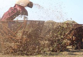 Brasil deve produzir 596,1 milhões de toneladas de cana, aponta pesquisa