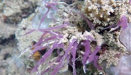 Pesquisador da Ufal identifica 5 novas espécies de esponjas marinhas