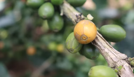 Matéria do Alagoas Rural sobre café em União passa de 27 mil views