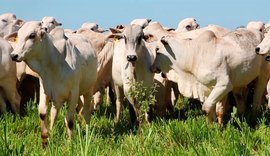 Genética bovina deve crescer ainda mais