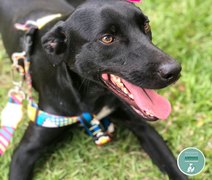Focinho Responsável promove evento Viva Pet – Integrando Vidas
