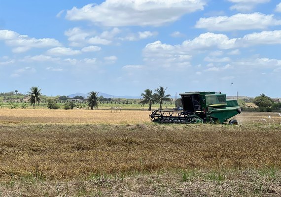 Cultura do arroz aposta em crescimento