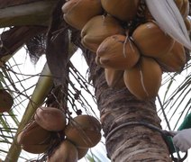 Coopaiba deve finalizar a colheita do coco com 4,5 mil frutos por hectare