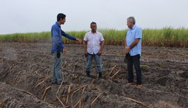 Cooperativa alagoana realiza plantio de 2300 hectares de cana-de-açúcar