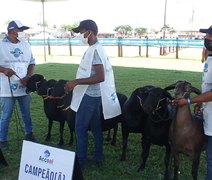 72ª Expoagro Alagoas recebe exposição nacional de ovinos Santa Inês