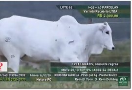 Leilão Varrela e Santa Nazaré Reprodutores Provados fatura R$ 3 milhões