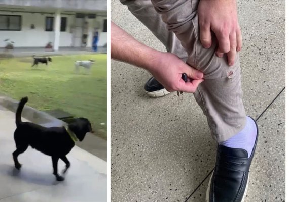 UFAL suspende aulas de Direito após ataques de cães errantes no campus