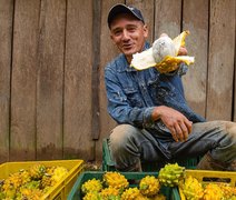 FAO e Brasil lançam curso gratuito sobre sistemas agroalimentares urbanos