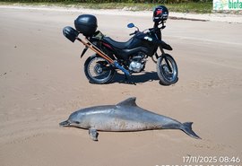Boto-cinza aparece morto no litoral Norte de Alagoas