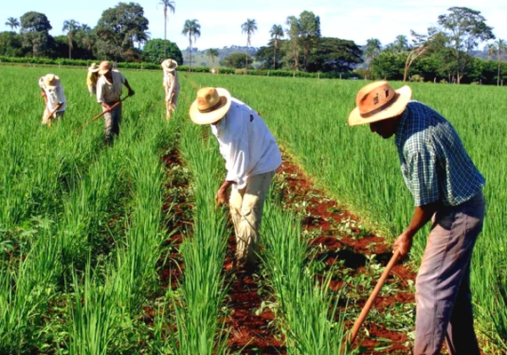 Diagnóstico de Negócios é aplicado em cooperativa alimentícia alagoana
