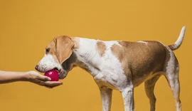Estudo revela que donos de cães podem ter dificuldade em identificar sinais de dor nos animais