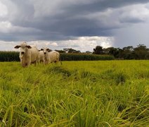 Integração lavoura-pecuária pode reduzir o uso de fertilizantes e mitigar impactos climáticos