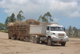 A usina Pindorama registra a segunda maior safra de cana da história