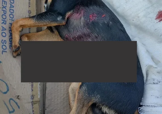 Pitbull solto mata pinscher na frente de criança em AL