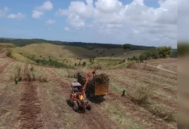 Levantamento mostra que usinas alagoanas produziram mais de 465 mil toneladas de açúcar