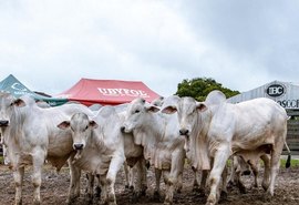 Agro Feira IBC promove vendas exclusivas de touros
