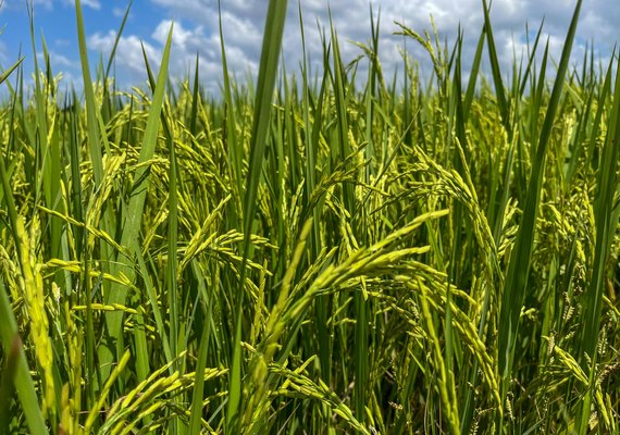 Seagri promove atividades técnicas de rizicultura irrigada no Baixo São Francisco de AL