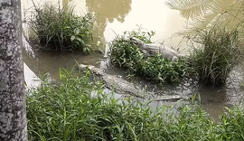 Mais de 50 jacarés sobrevivem em criadouro abandonado no bairro Fernão Velho