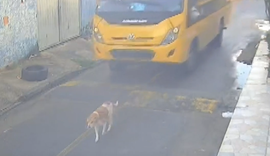 Cão é atropelado por ônibus escolar em Marechal Deodoro