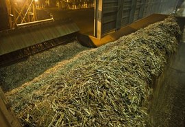 Safra acumula 12,9 milhões de toneladas de cana processadas