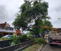 Sudes registra aumento de 30% em serviços de poda e supressão de árvores; saiba como solicitar