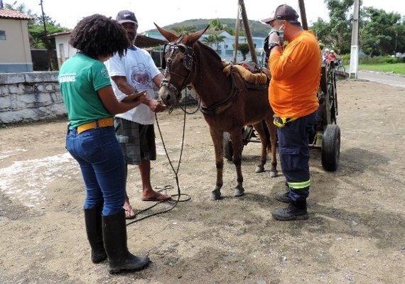 Estudantes da UFAL se unem para atender animais em cidades afetadas pelas chuvas