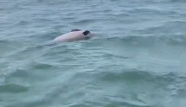 Golfinho é encontrado morto no mar da Praia de Burgalhau, em Maragogi