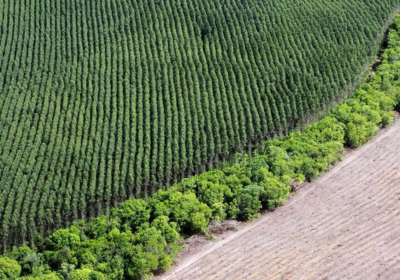 Afinal, o cultivo de eucalipto é mesmo prejudicial ao meio ambiente?    Fonte: Agência Senado
