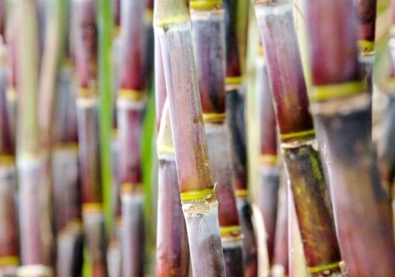 Conab anuncia safra de 18,4 mi de toneladas de cana para AL