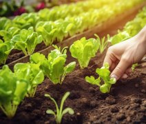 O que plantar em abril? Veja 15 opções de frutas, legumes e vegetais para cultivar este mês