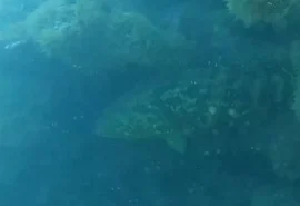 Espécie criticamente ameaçada reaparece em recifes de Coruripe