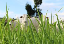 Mais pasto já atendeu mais de 200 propriedades rurais