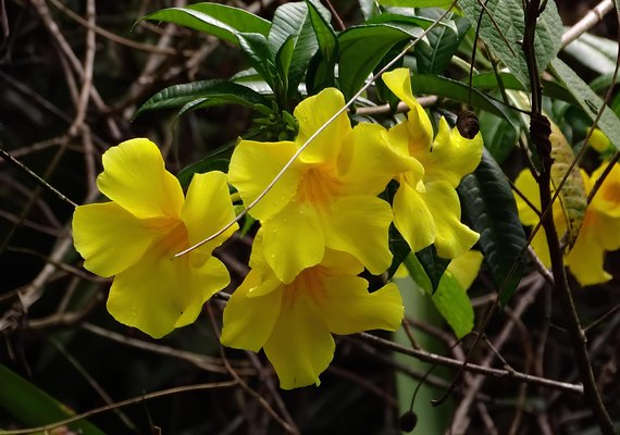 Com marco de 70 mil plantas catalogadas, IMA celebra o Dia do Botânico com programação especial