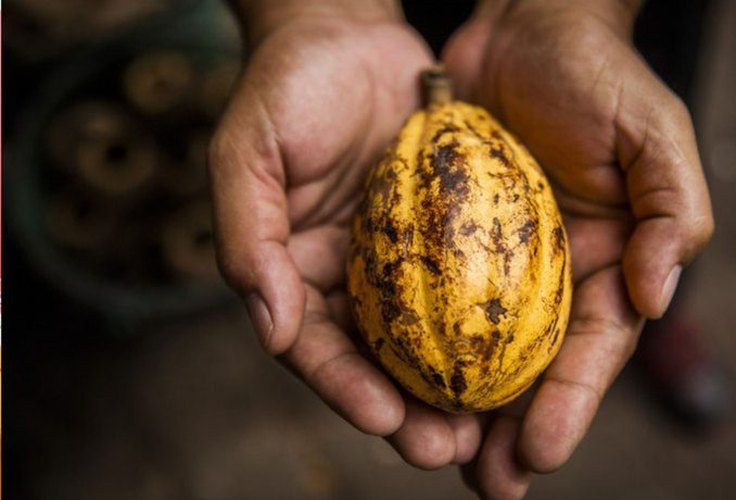 Governo publica medida que fortalece produção nacional de cacau