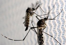 Notificações de zika vírus aumentam no país em relação a 2022