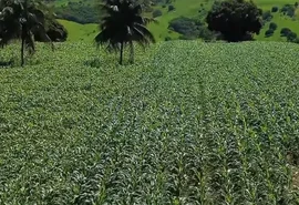 Agricultores familiares de Penedo vão colher mais de 300 toneladas de milho