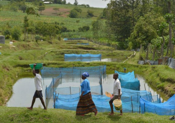 Estudo identifica avanço de bactéria em peixes de criação no Brasil