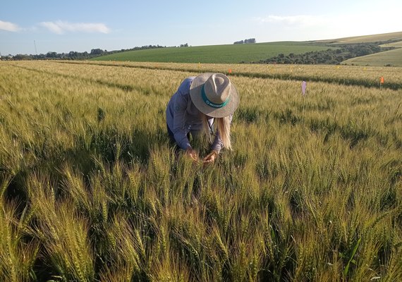 Trigo com manejo biológico é mais saudável para o consumidor e econômico para o agricultor
