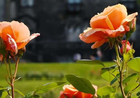 Cientistas descobrem origem dos espinhos das rosas e resolvem mistério botânico